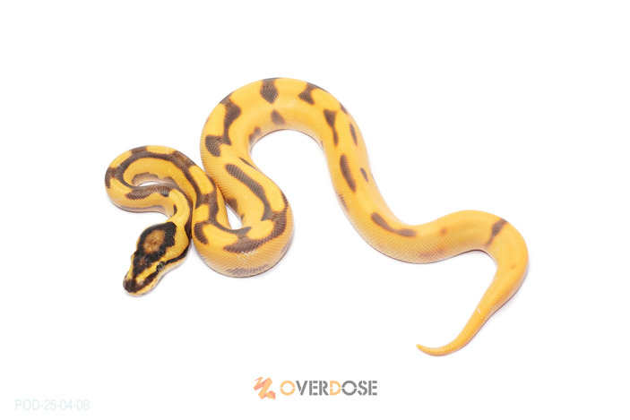 Super OD Enchi Leopard YB
