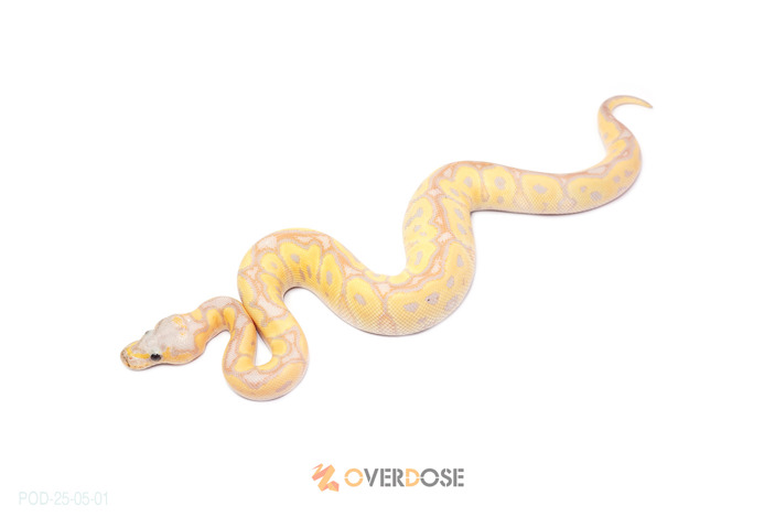 CG Blackpastel Redstripe Clown (FM)