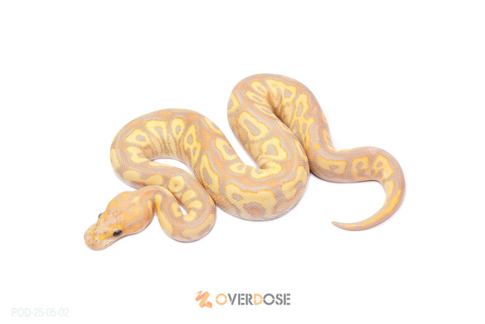 CG Blackpastel Redstripe Spotnose Clown