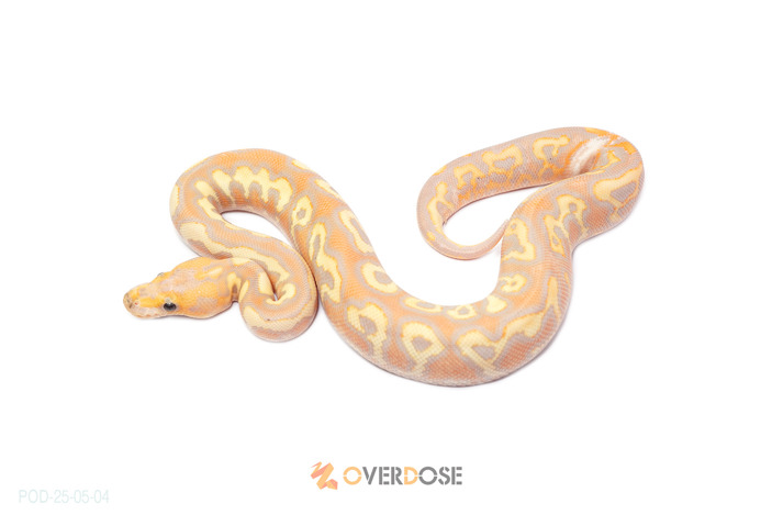 CG Blackpastel Redstripe Spotnose YB Clown (FM)