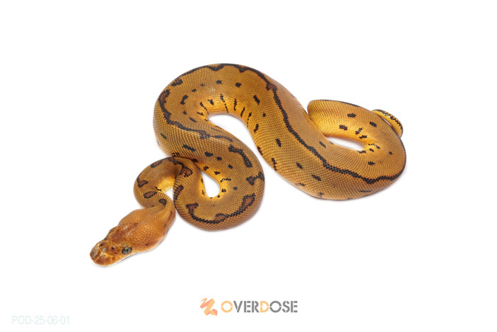 Leopard Pinstripe Clown Het DG