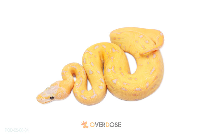 CG Leopard Pinstripe DG het Clown