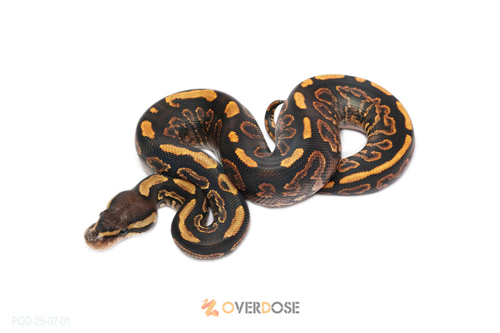 Black pastel YB het Clown 66% het DG (poss Wookie)