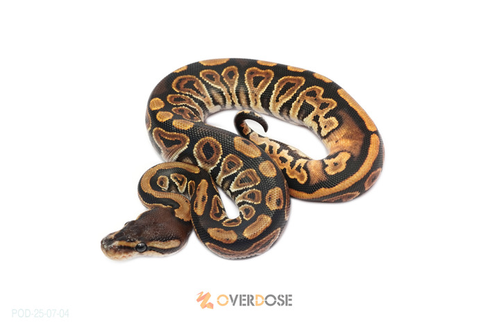Black pastel het Clown 66% het DG (poss YB)