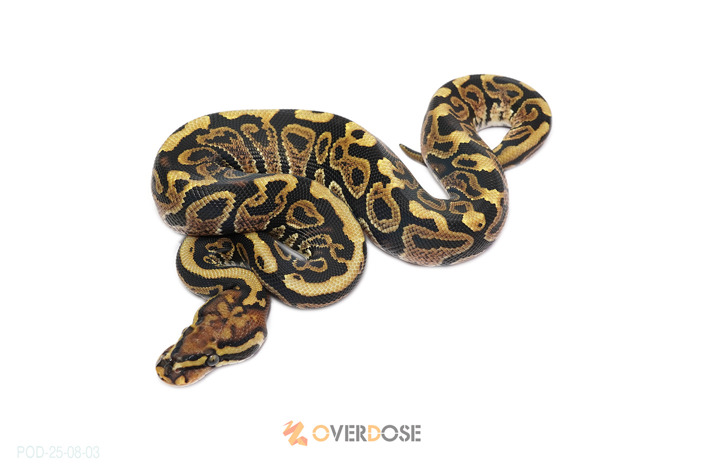Spotnose Hurricane het Clown