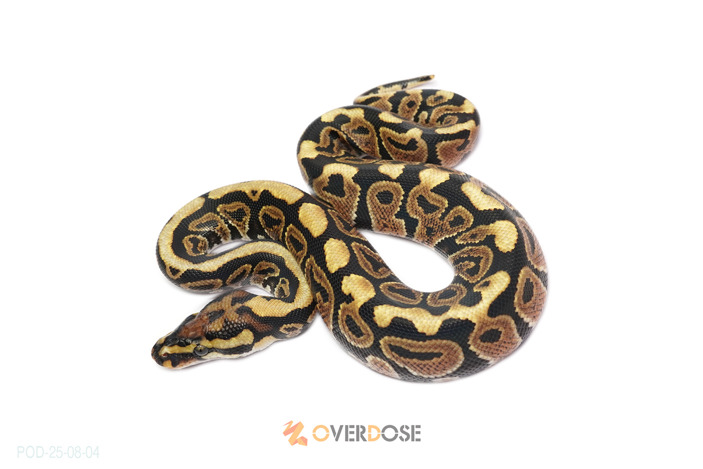 Spotnose het Clown
