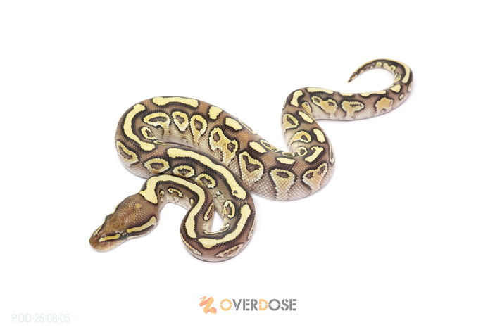 Hurricane Lesser het Clown