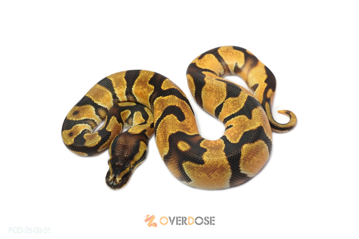 OD Enchi het Pied 50% het VPI Axanthic