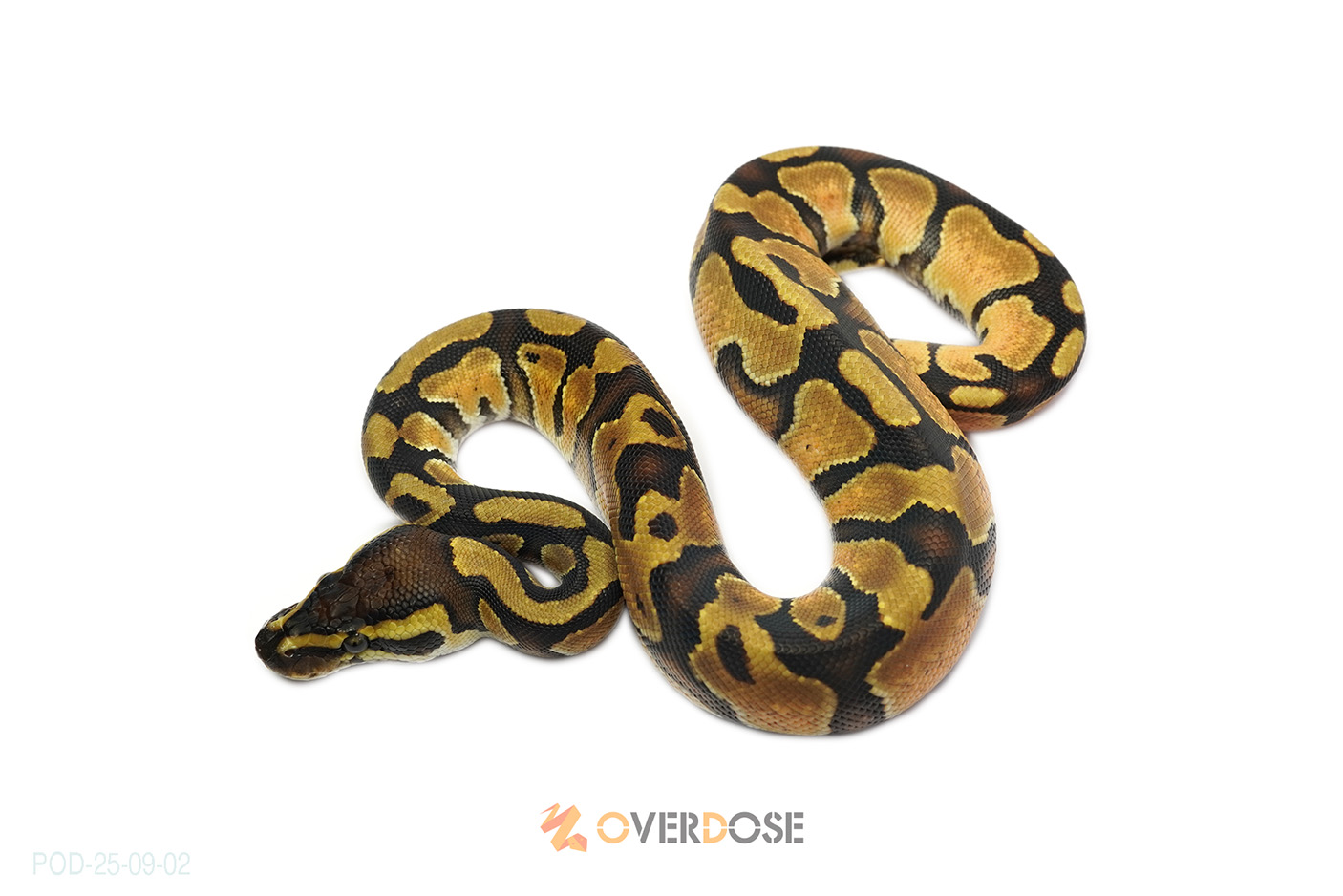 Enchi het Pied 50% het VPI Axanthic