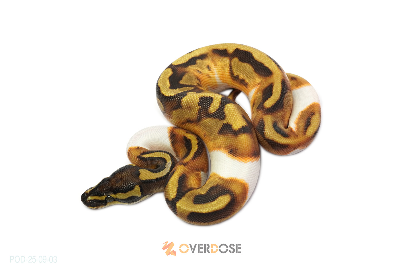 Enchi Pied 50% het VPI Axanthic (strong Ax marking)