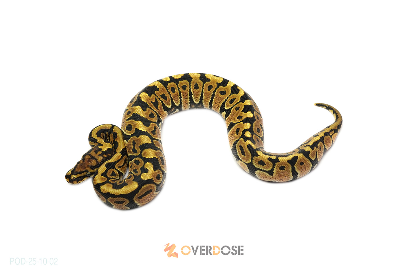 Spotnose TH Monsoon Lavender Clown