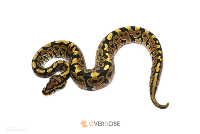 Spotnose TH Monsoon Lavender Clown