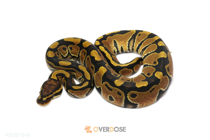 Normal TH Monsoon Lavender Clown