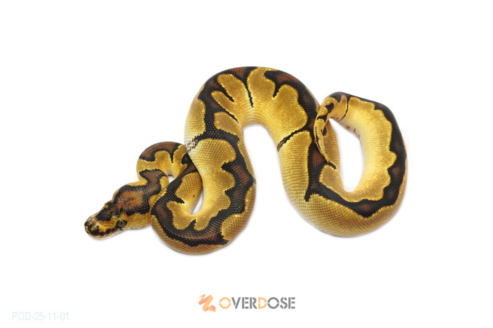 OD Enchi Clown 50% het Hypo
