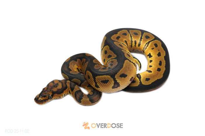 Clown 50% het Hypo