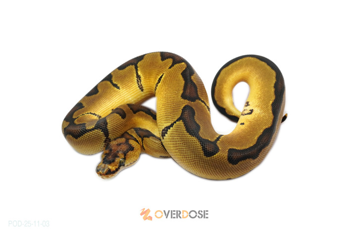 Enchi Clown 50% het Hypo