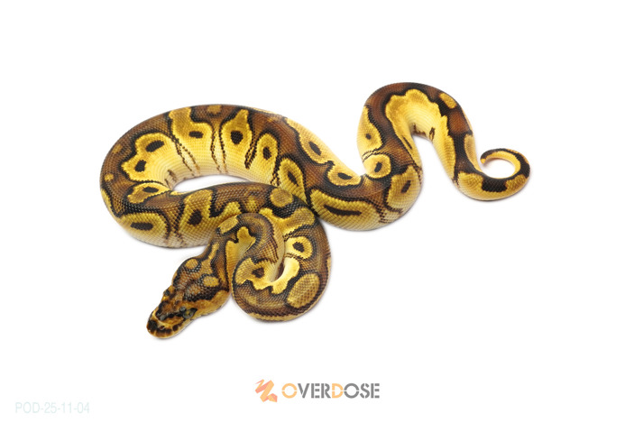 Bongo Enchi OD Clown 50% het Hypo