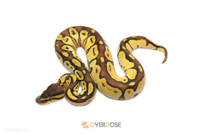 Bongo Enchi OD het Clown 50% het Hypo