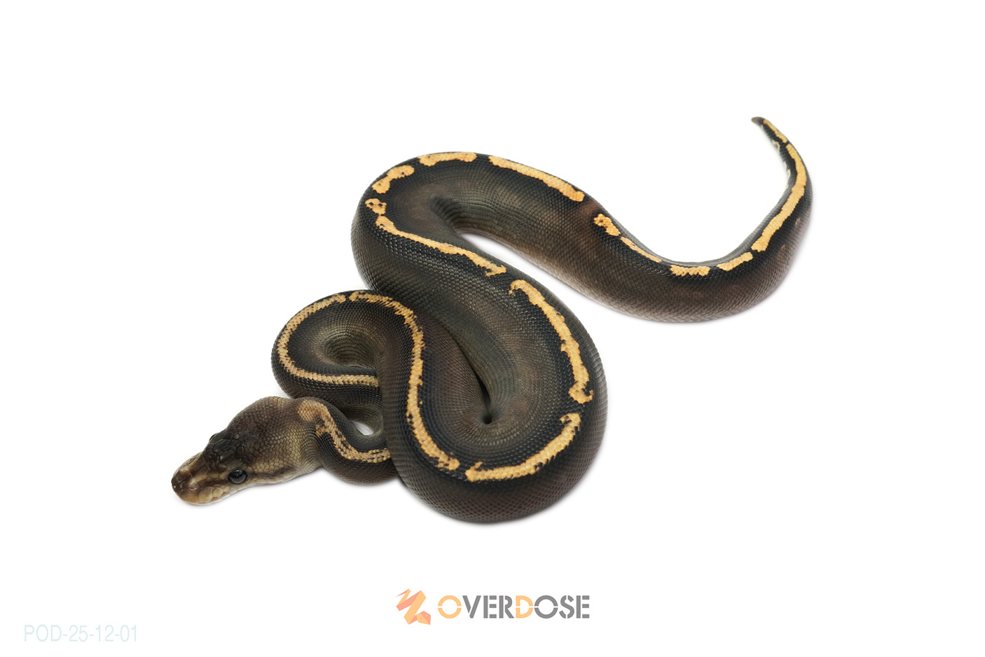 Black pastel Cypress GHI poss YB het Clown