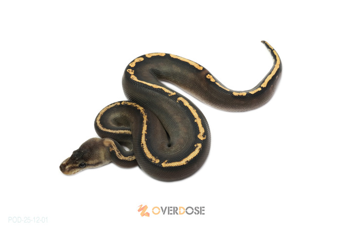 Black pastel Cypress GHI poss YB het Clown