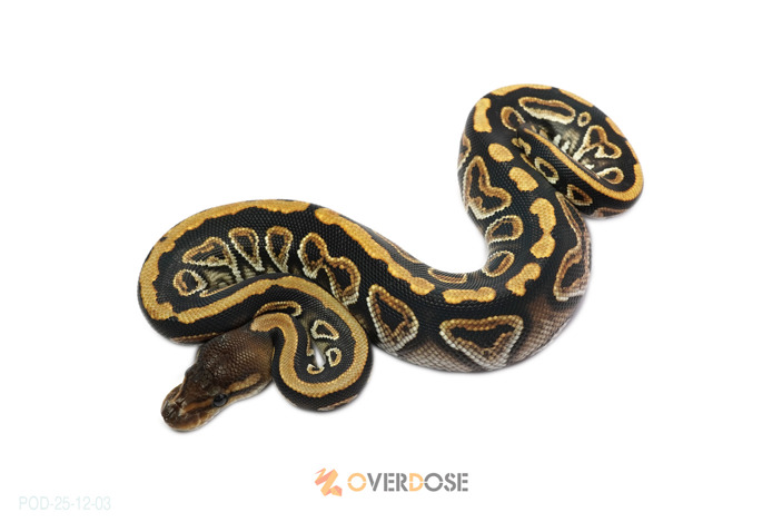 Black pastel Cypress het Clown