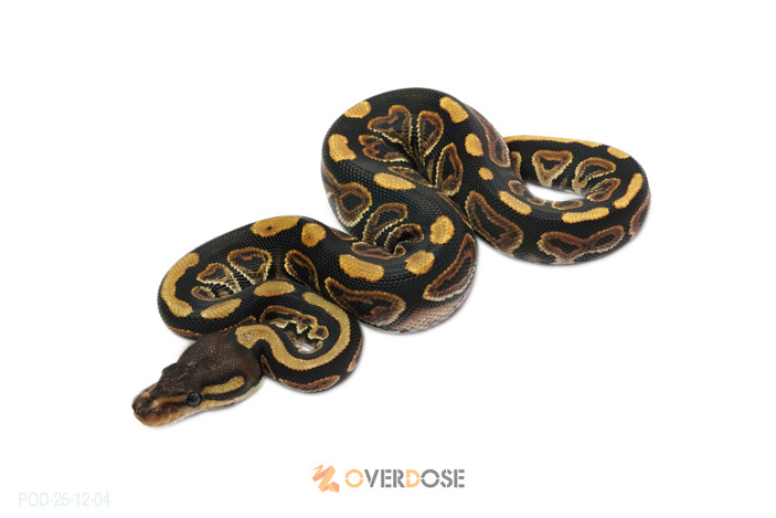 Black pastel poss YB het Clown