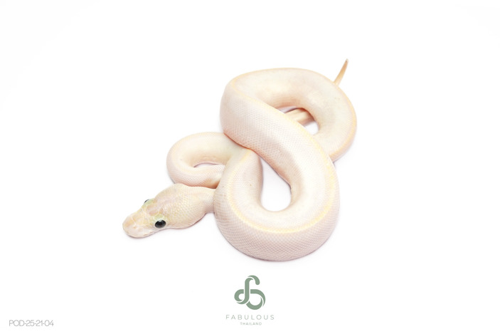 Ivory TH VPI DG Clown