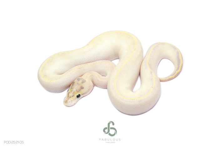 Redstripe Ivory TH VPI DG Clown