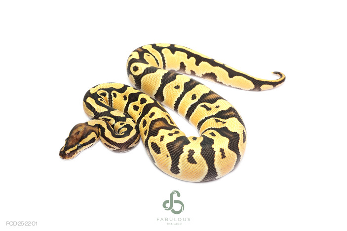 OD Fire Het Clown 50% DG