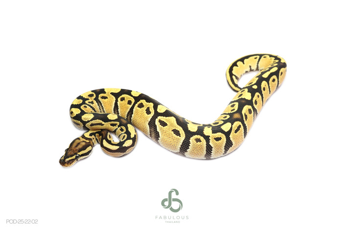 OD Fire Het Monsoon 50% Clown